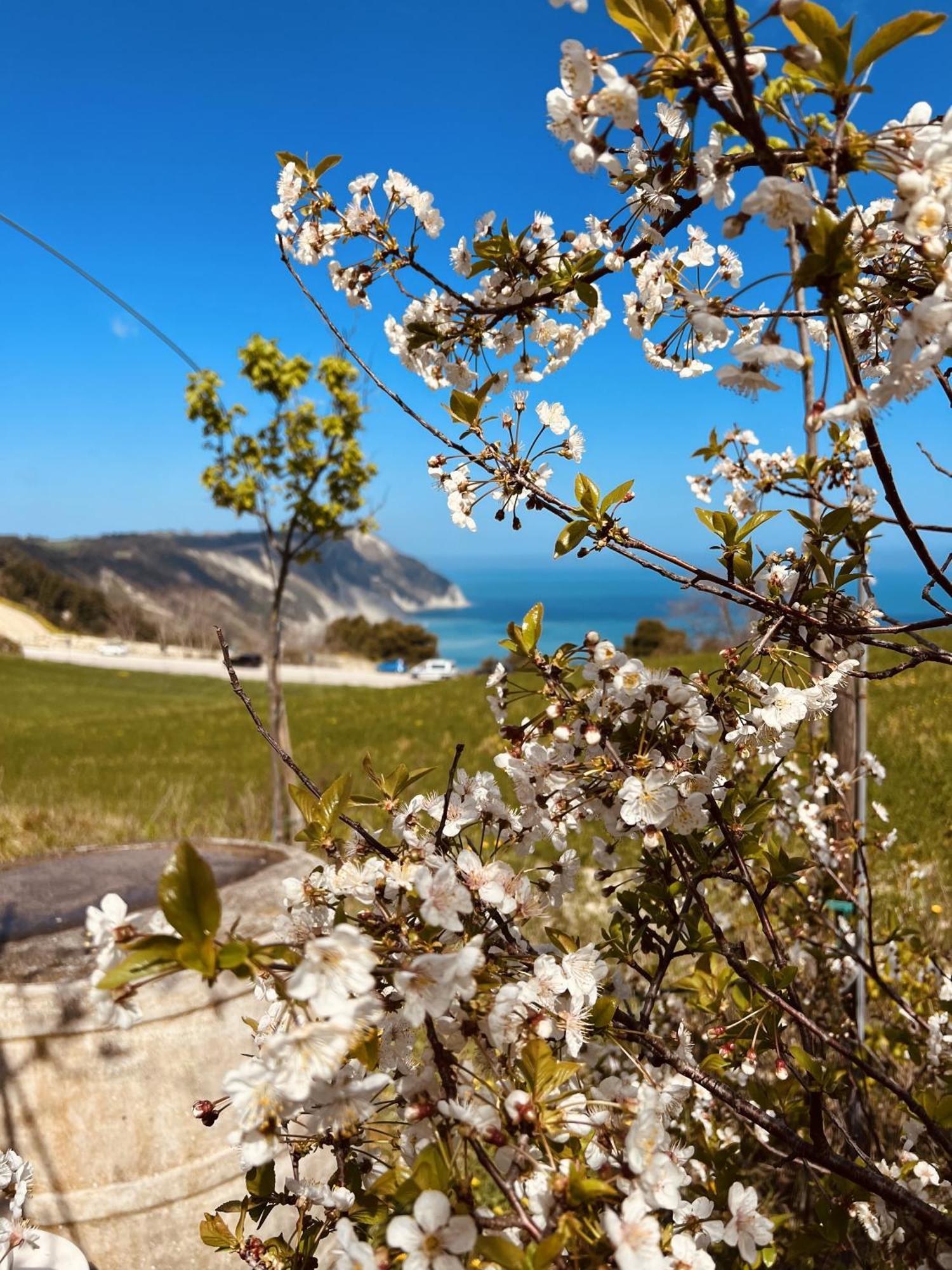 Agriturismo Conero アンコーナ エクステリア 写真